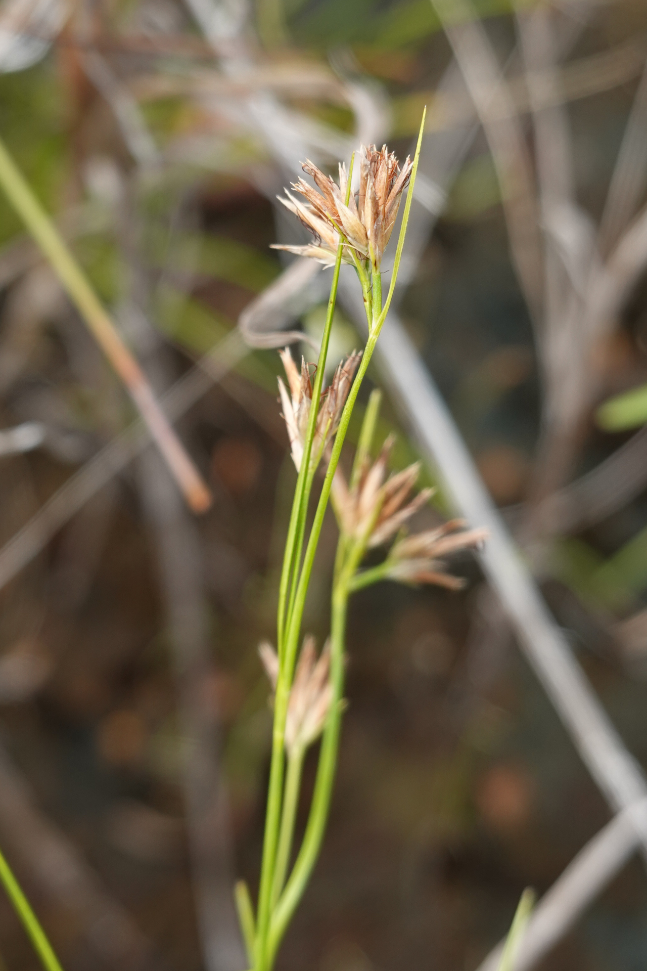 Rhynchospora riparia (Nees) Boeckeler - Photo Bivouac Naturaliste