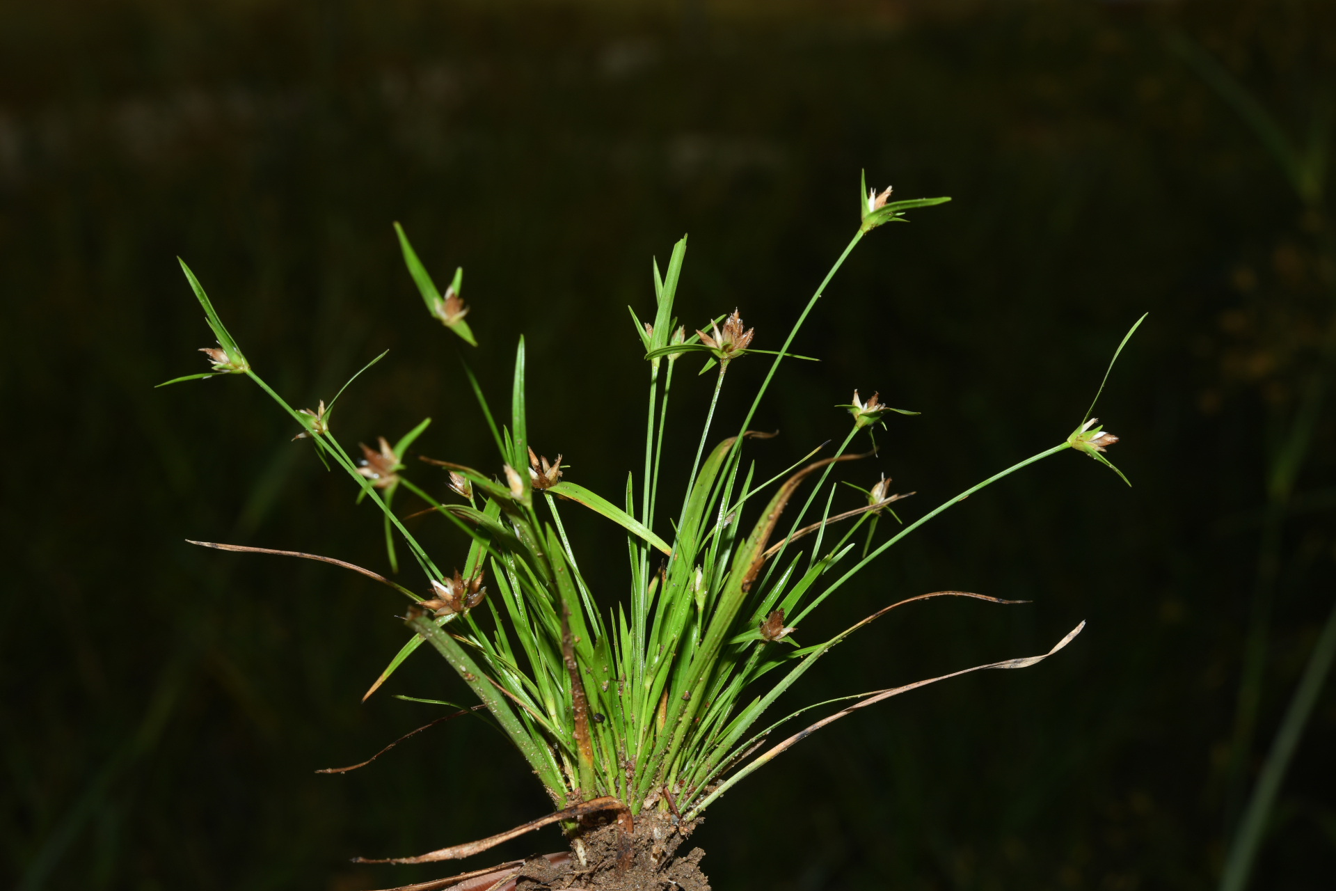 Rhynchospora puber subsp. puber - Photo Bivouac Naturaliste
