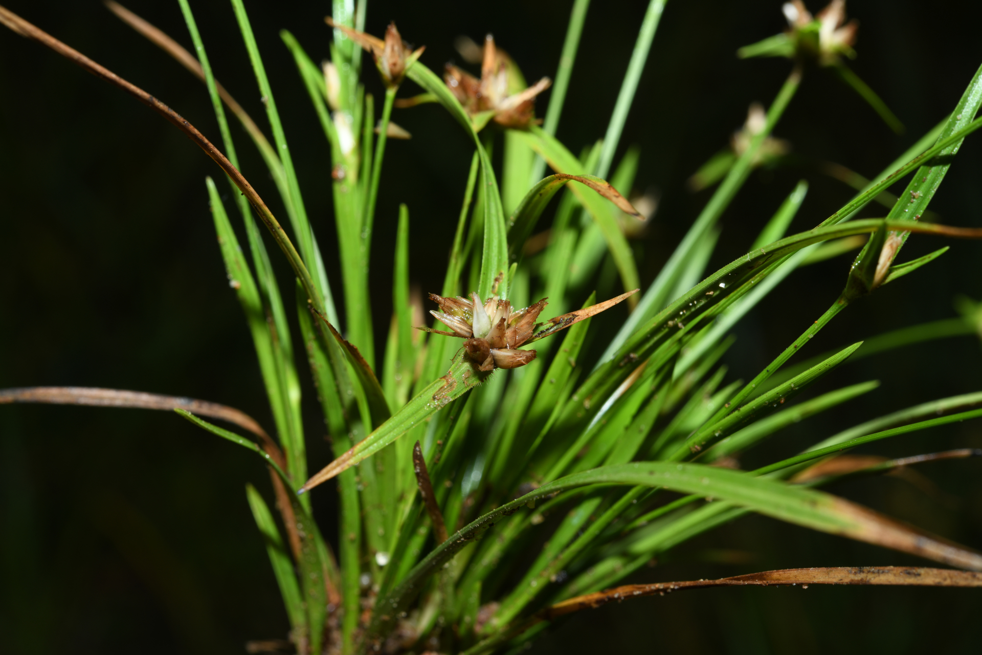 Rhynchospora puber subsp. puber - Photo Bivouac Naturaliste