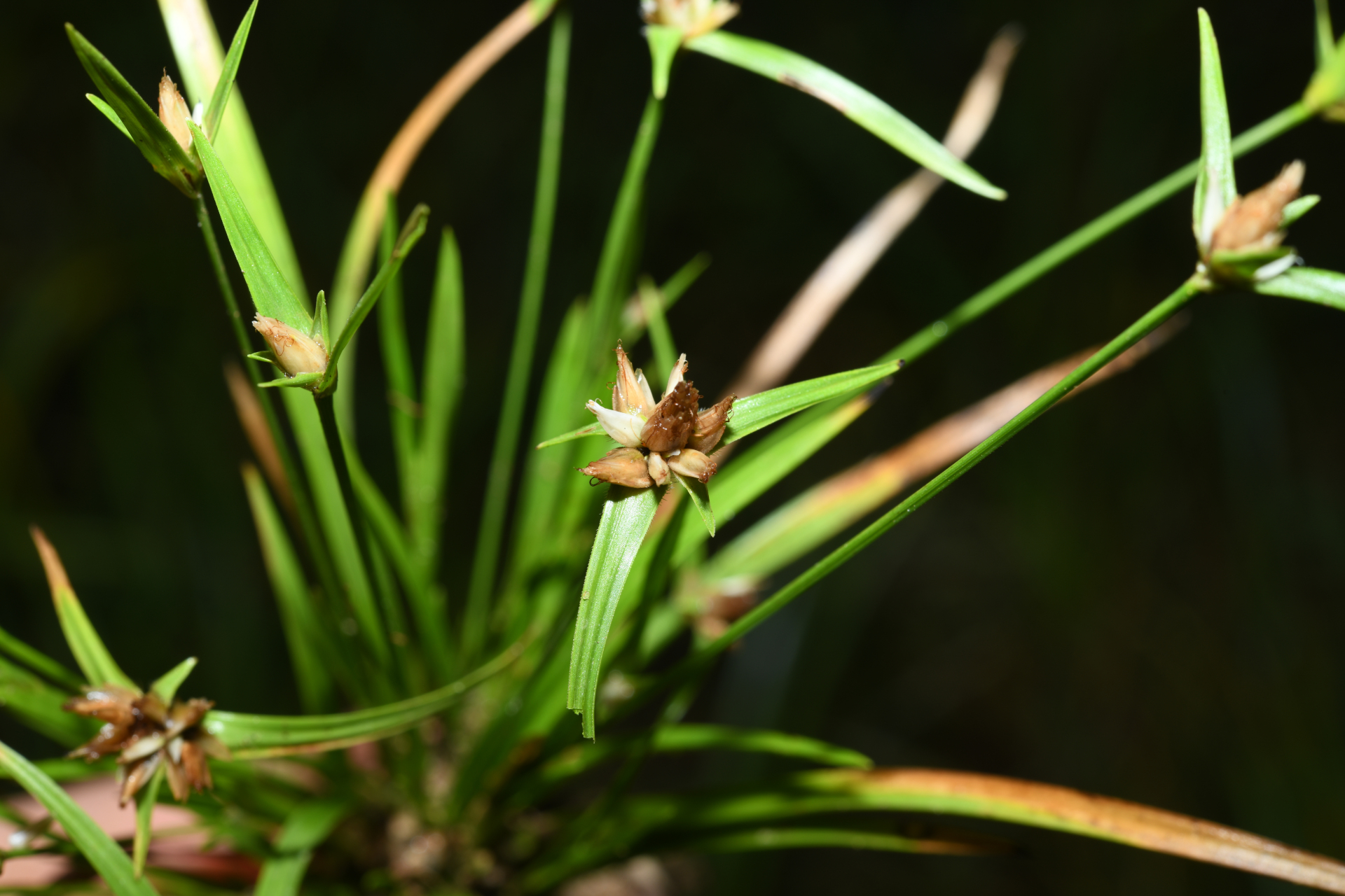 Rhynchospora puber subsp. puber - Photo Bivouac Naturaliste