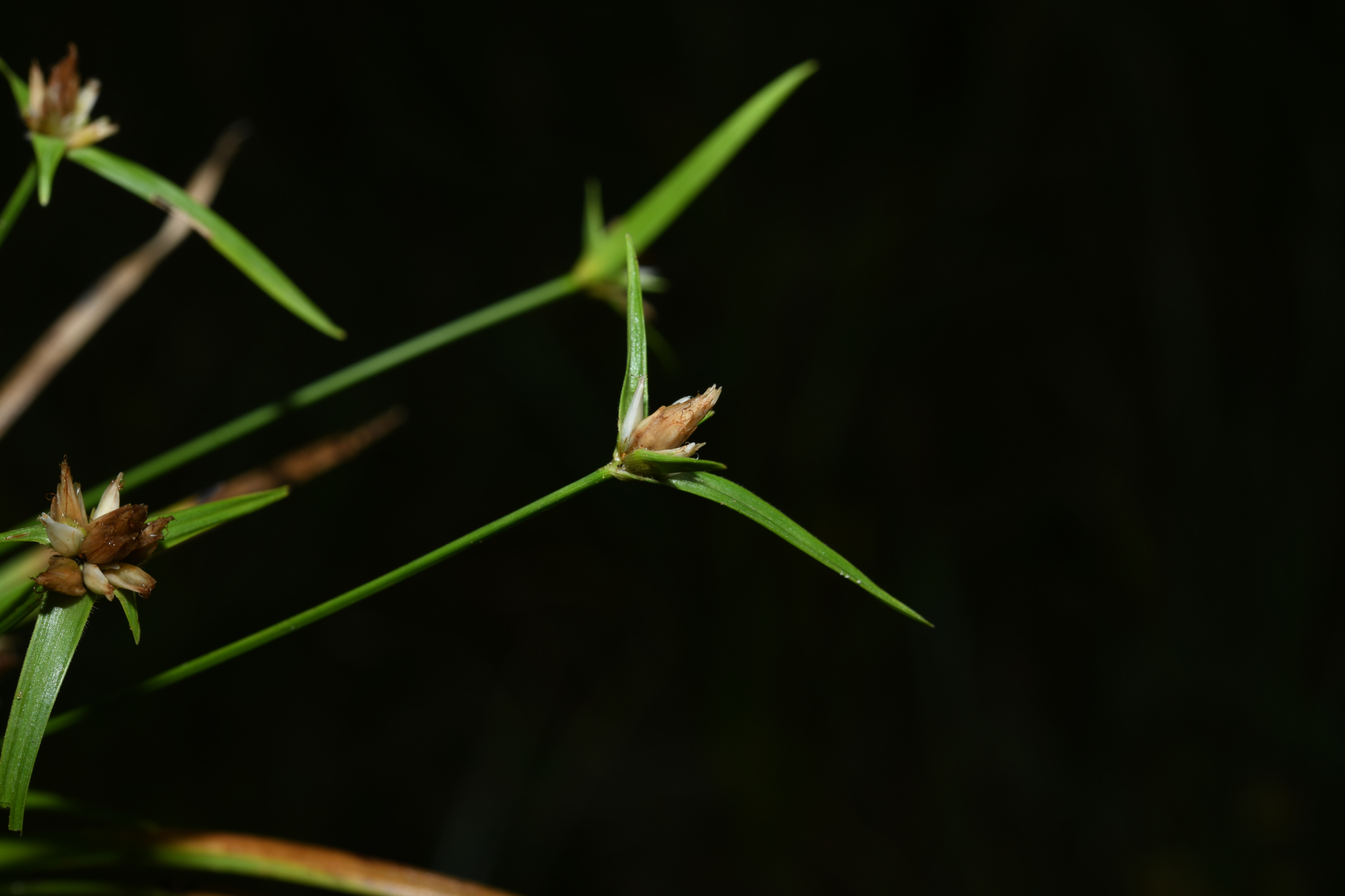 Rhynchospora puber subsp. puber - Photo Bivouac Naturaliste