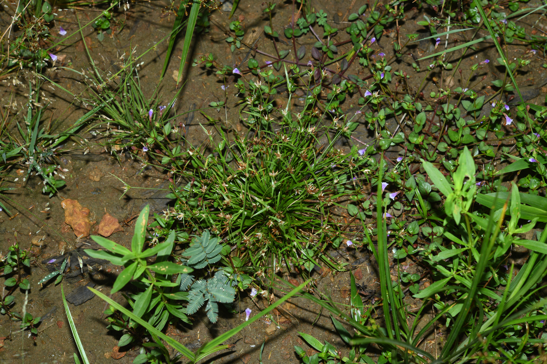 Rhynchospora puber subsp. puber - Photo Bivouac Naturaliste