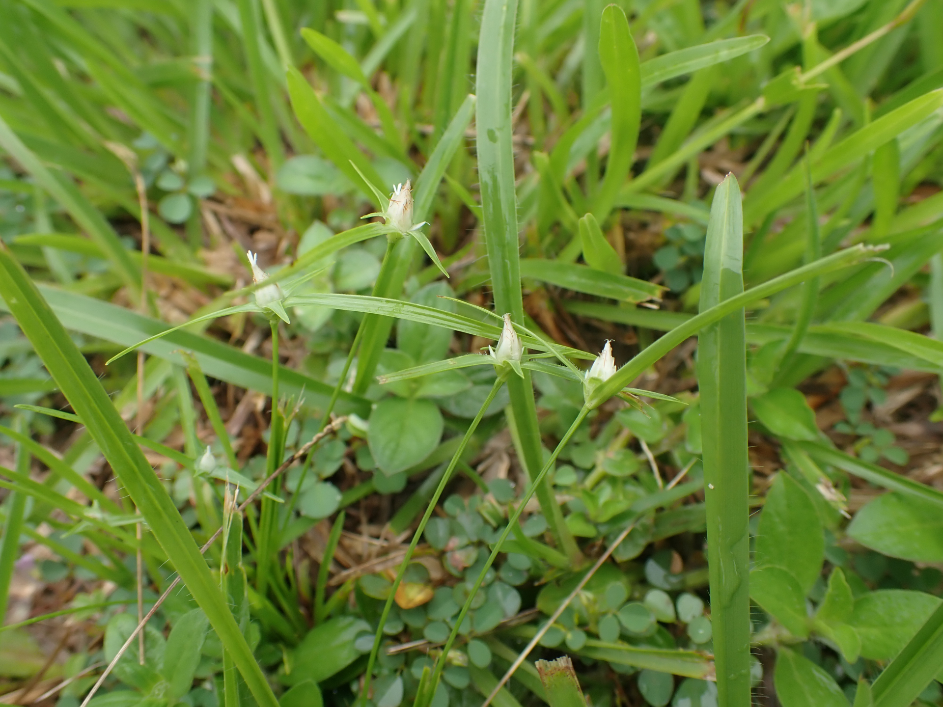 Rhynchospora puber subsp. puber - Photo Bivouac Naturaliste