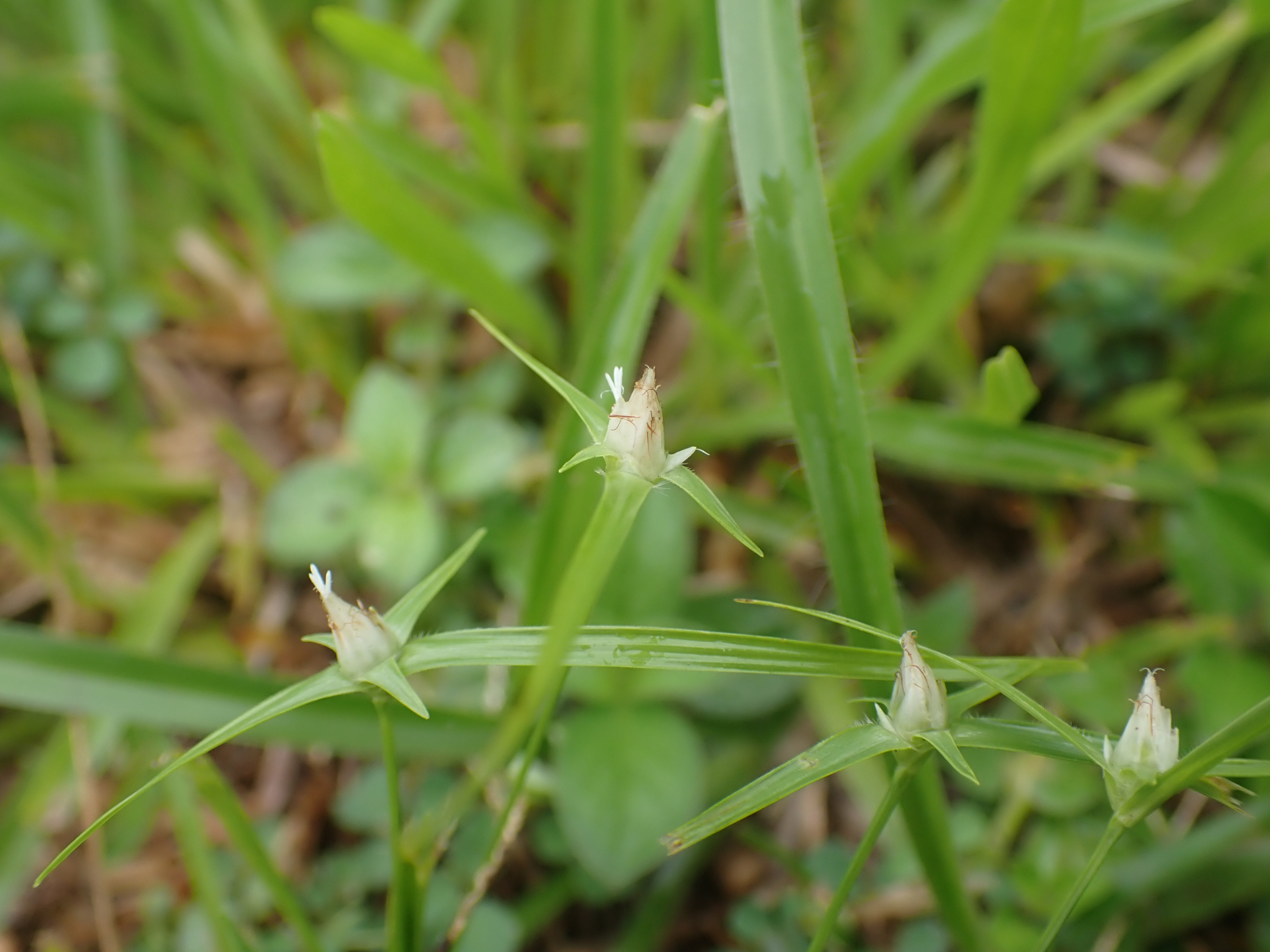 Rhynchospora puber subsp. puber - Photo Bivouac Naturaliste