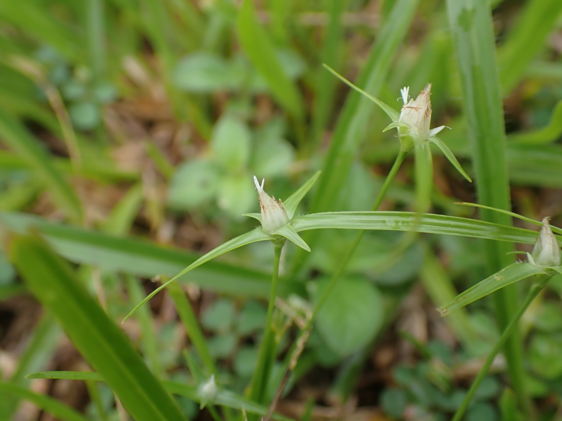 Rhynchospora puber subsp. puber - Photo Bivouac Naturaliste
