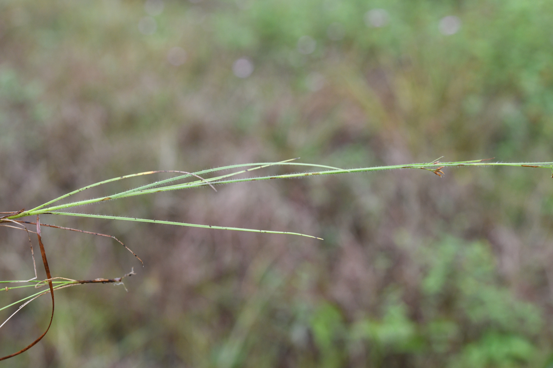Rhynchospora hirsuta (Vahl) Vahl - Photo Bivouac Naturaliste