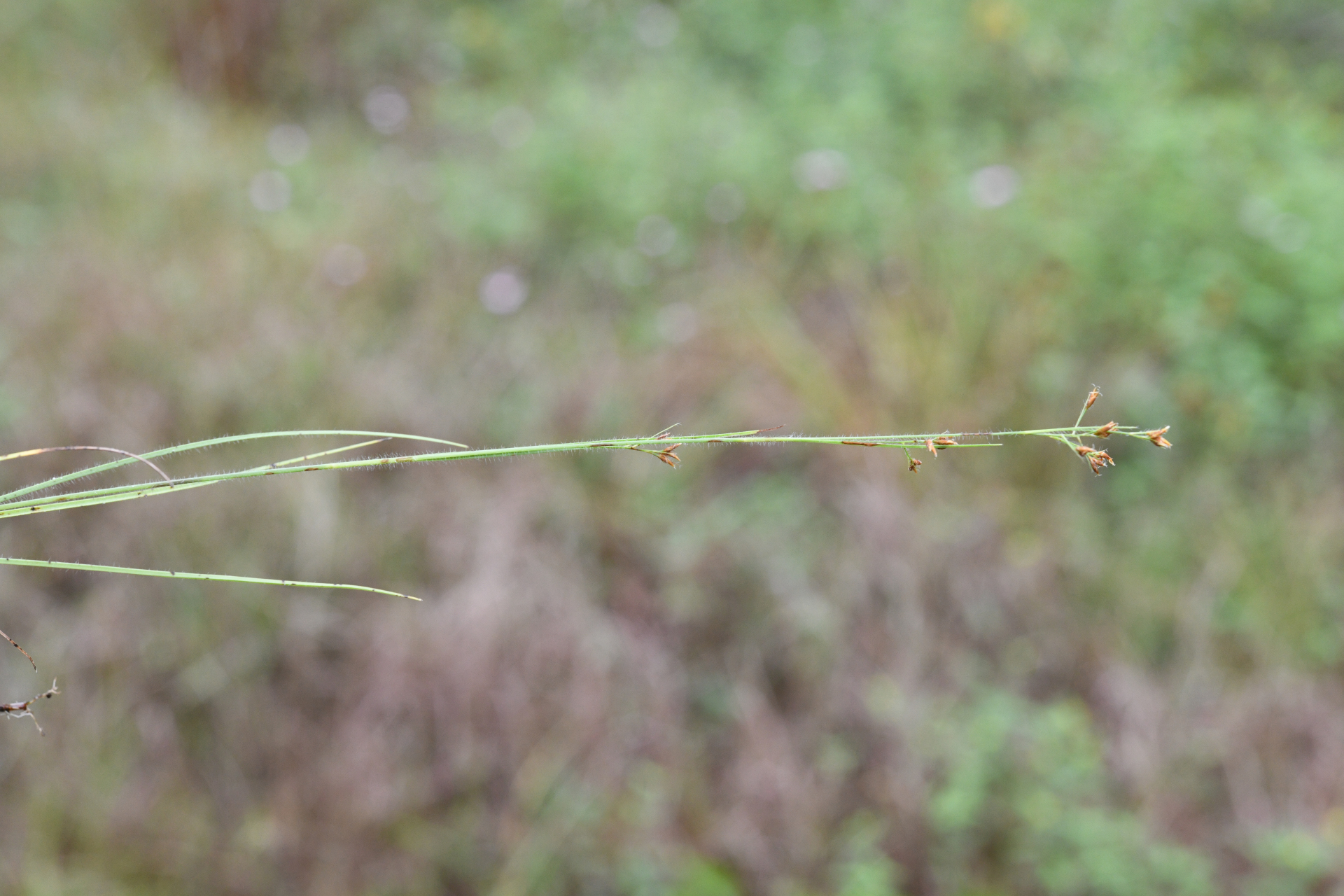 Rhynchospora hirsuta (Vahl) Vahl - Photo Bivouac Naturaliste