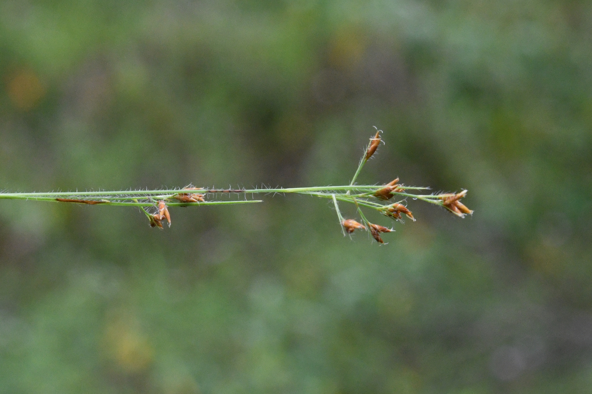 Rhynchospora hirsuta (Vahl) Vahl - Photo Bivouac Naturaliste