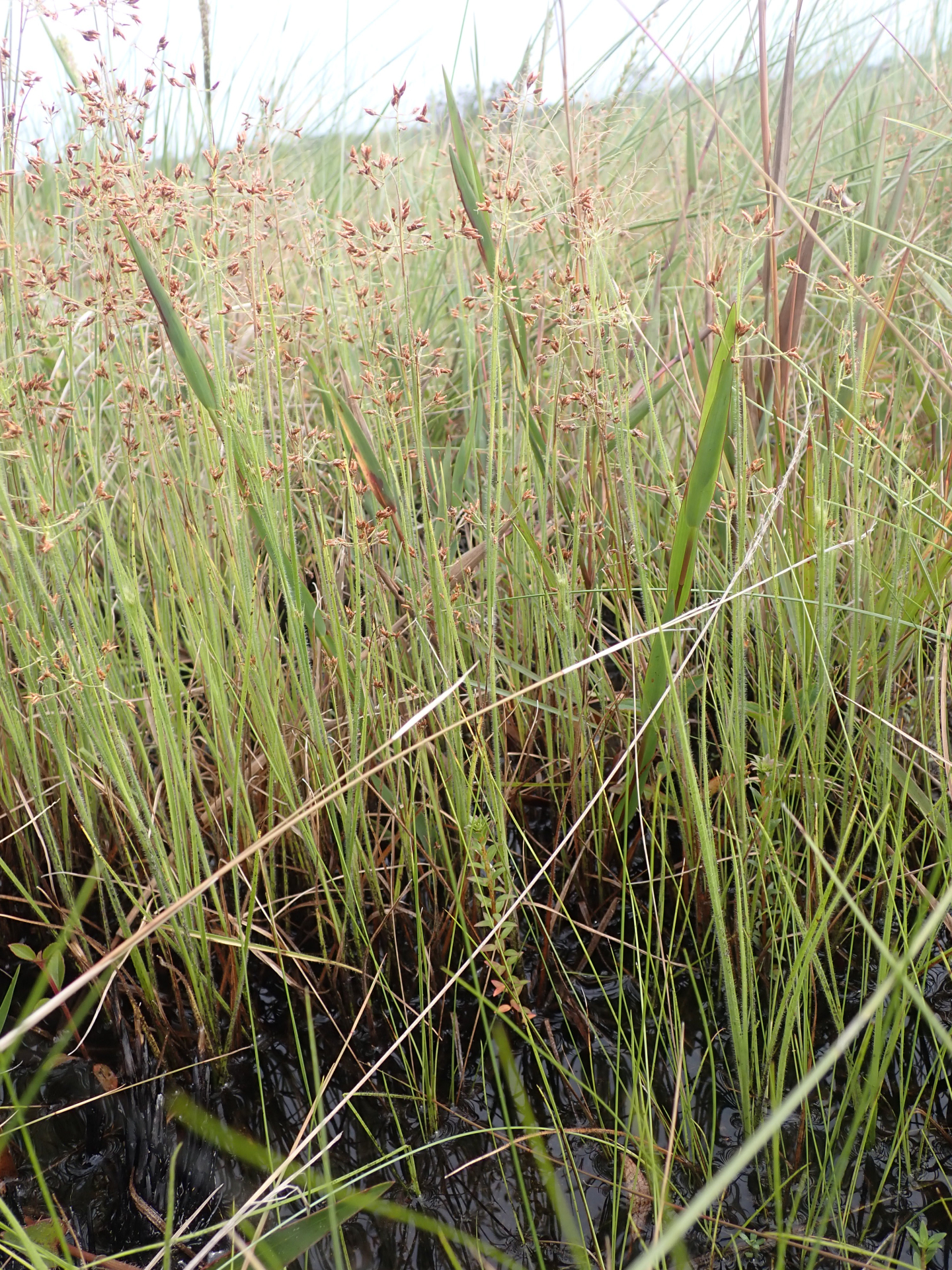Rhynchospora hirsuta (Vahl) Vahl - Photo Bivouac Naturaliste