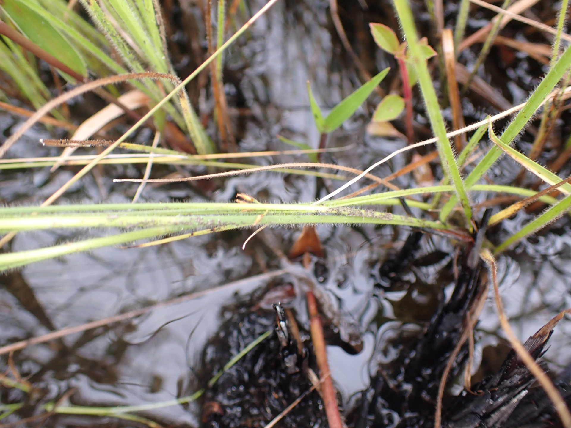Rhynchospora hirsuta (Vahl) Vahl - Photo Bivouac Naturaliste