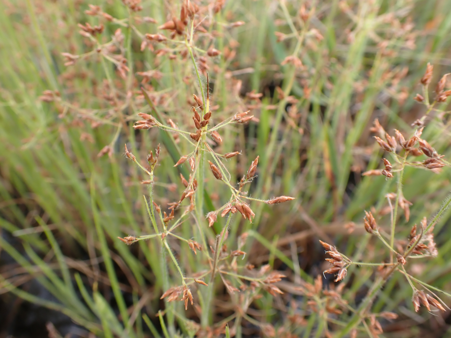 Rhynchospora hirsuta (Vahl) Vahl - Photo Bivouac Naturaliste