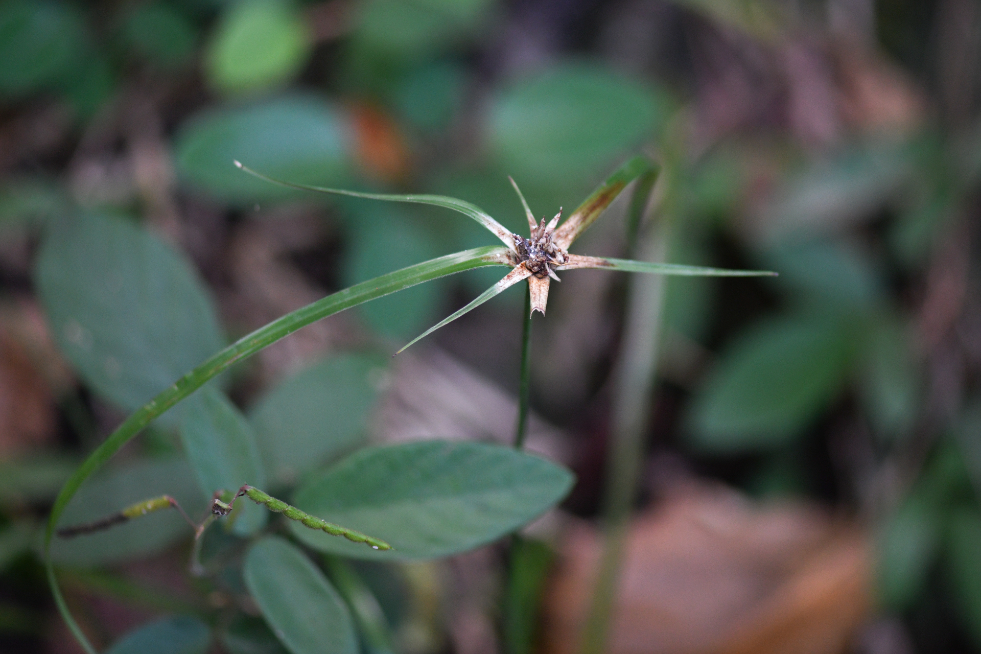 Rhynchospora ciliata (G.Mey.) Kük. - Photo Bivouac Naturaliste