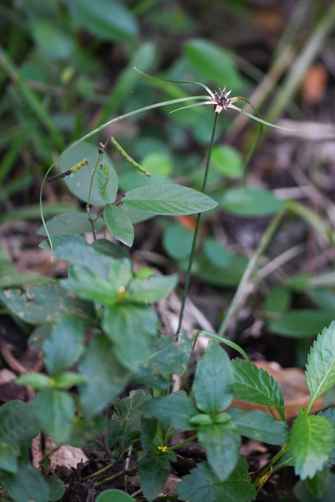 Rhynchospora ciliata (G.Mey.) Kük. - Photo Bivouac Naturaliste