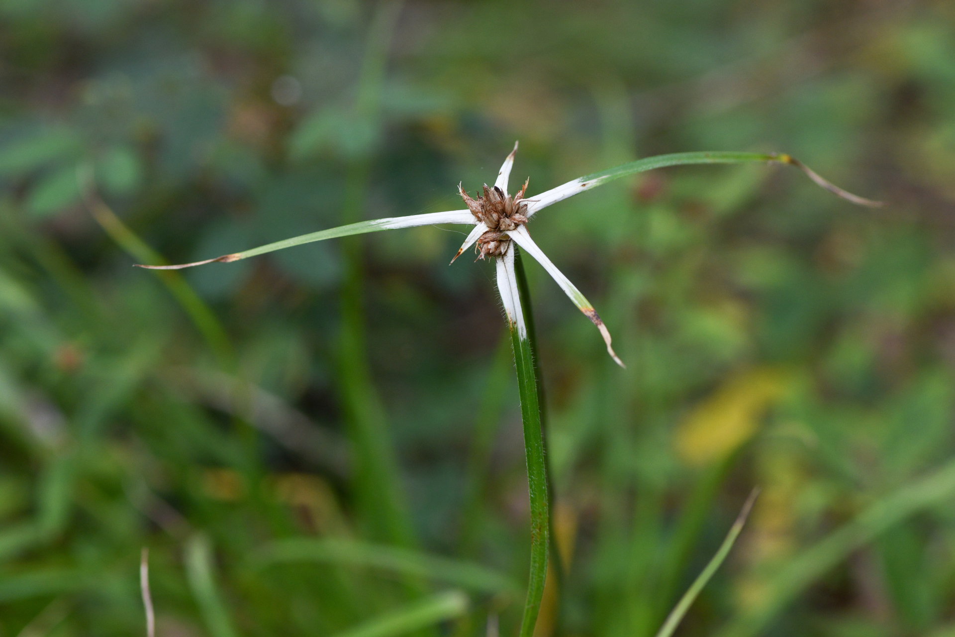 Rhynchospora ciliata (G.Mey.) Kük. - Photo Bivouac Naturaliste