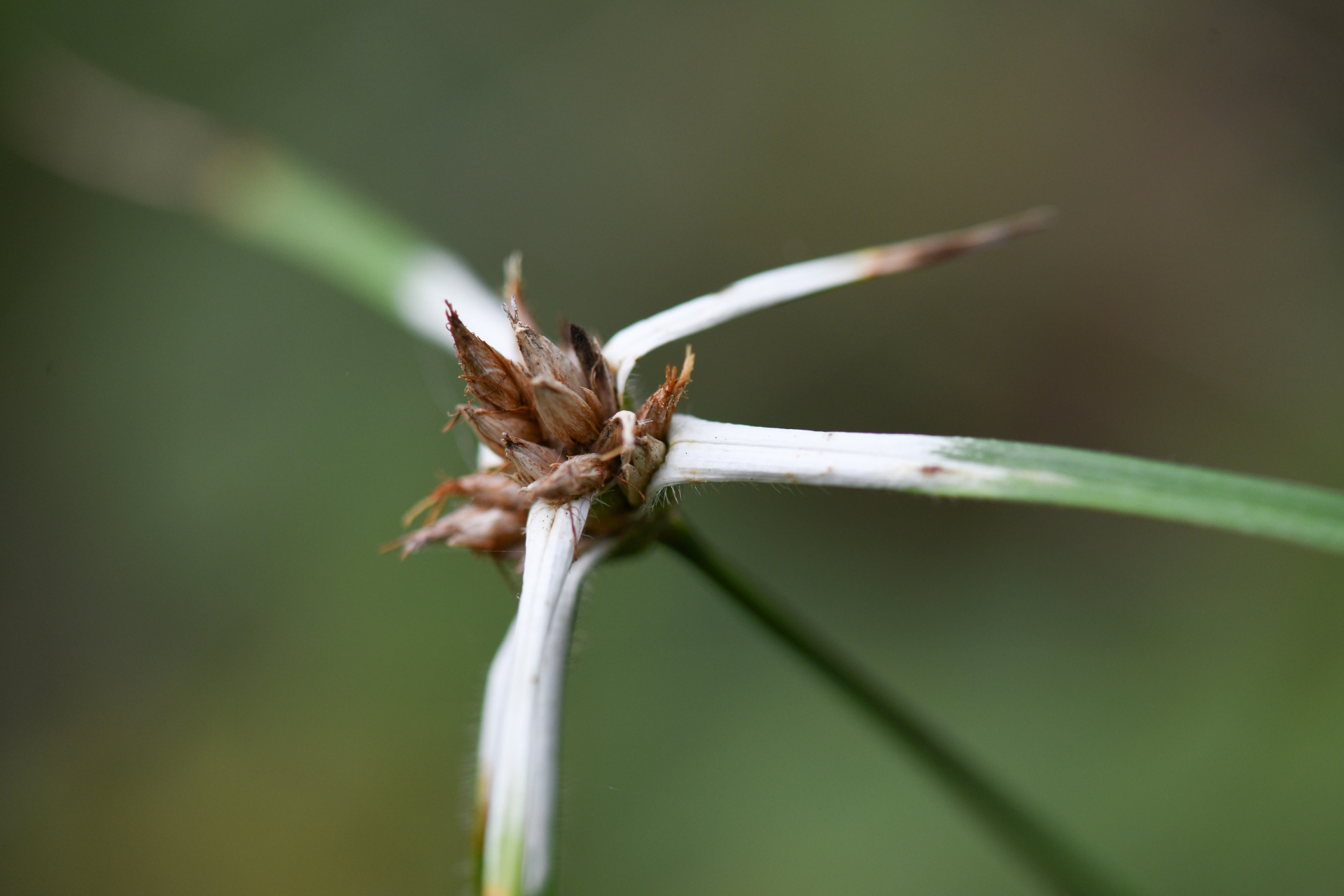 Rhynchospora ciliata (G.Mey.) Kük. - Photo Bivouac Naturaliste