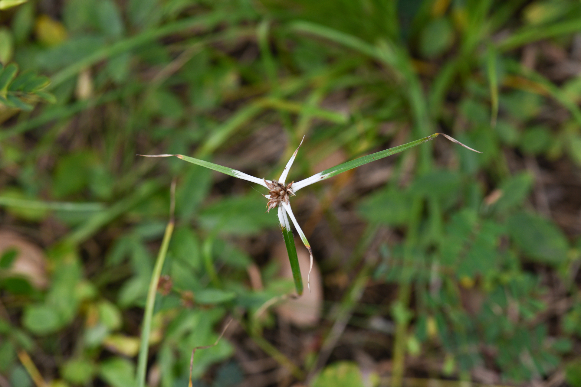 Rhynchospora ciliata (G.Mey.) Kük. - Photo Bivouac Naturaliste