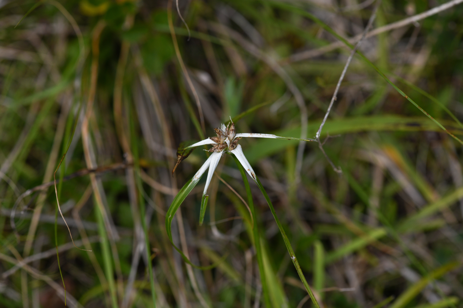 Rhynchospora ciliata (G.Mey.) Kük. - Photo Bivouac Naturaliste