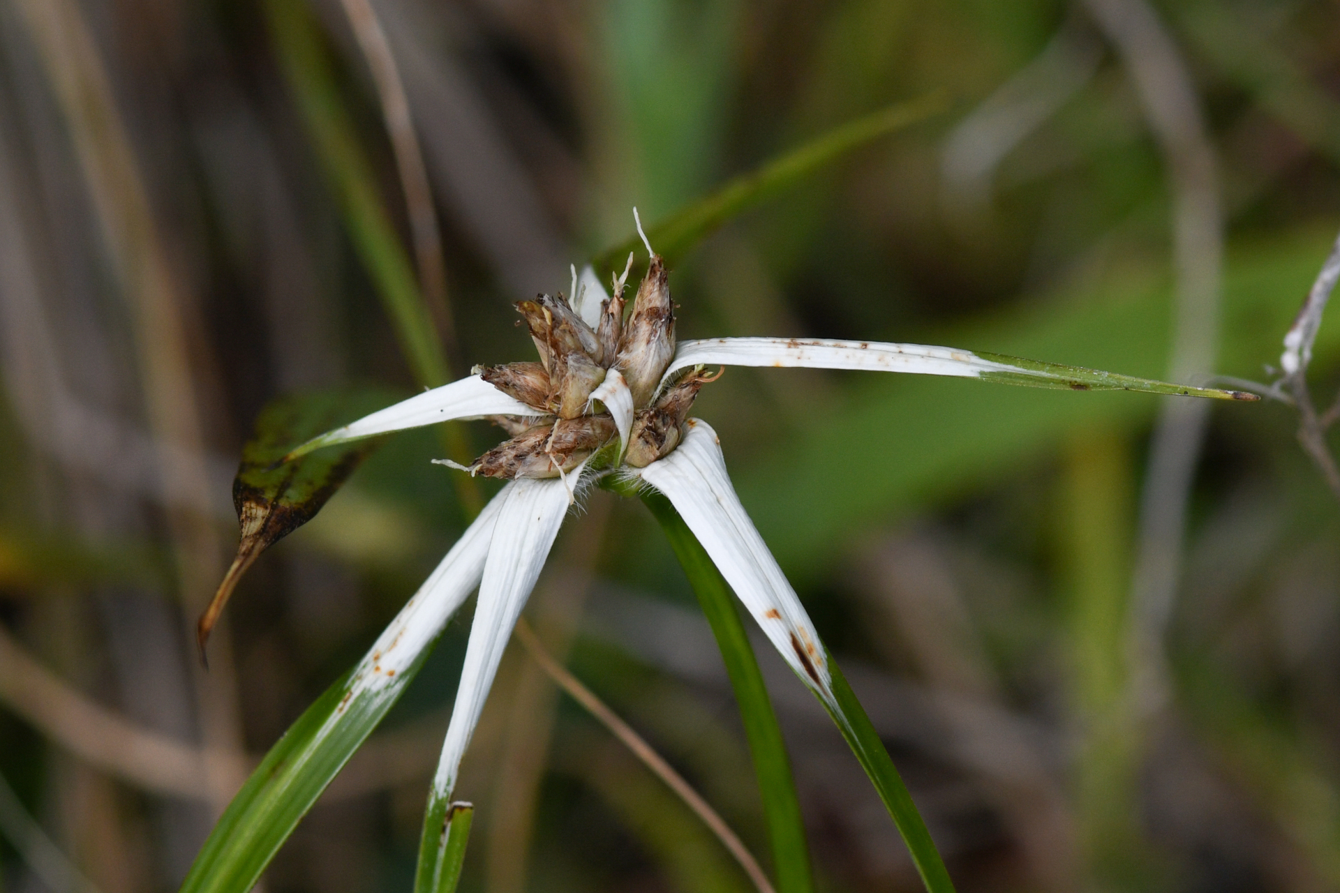 Rhynchospora ciliata (G.Mey.) Kük. - Photo Bivouac Naturaliste