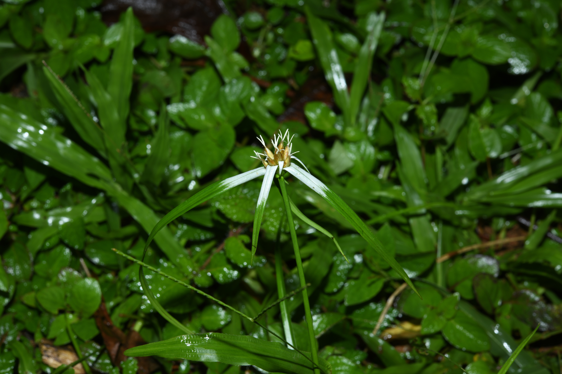 Rhynchospora ciliata (G.Mey.) Kük. - Photo Bivouac Naturaliste