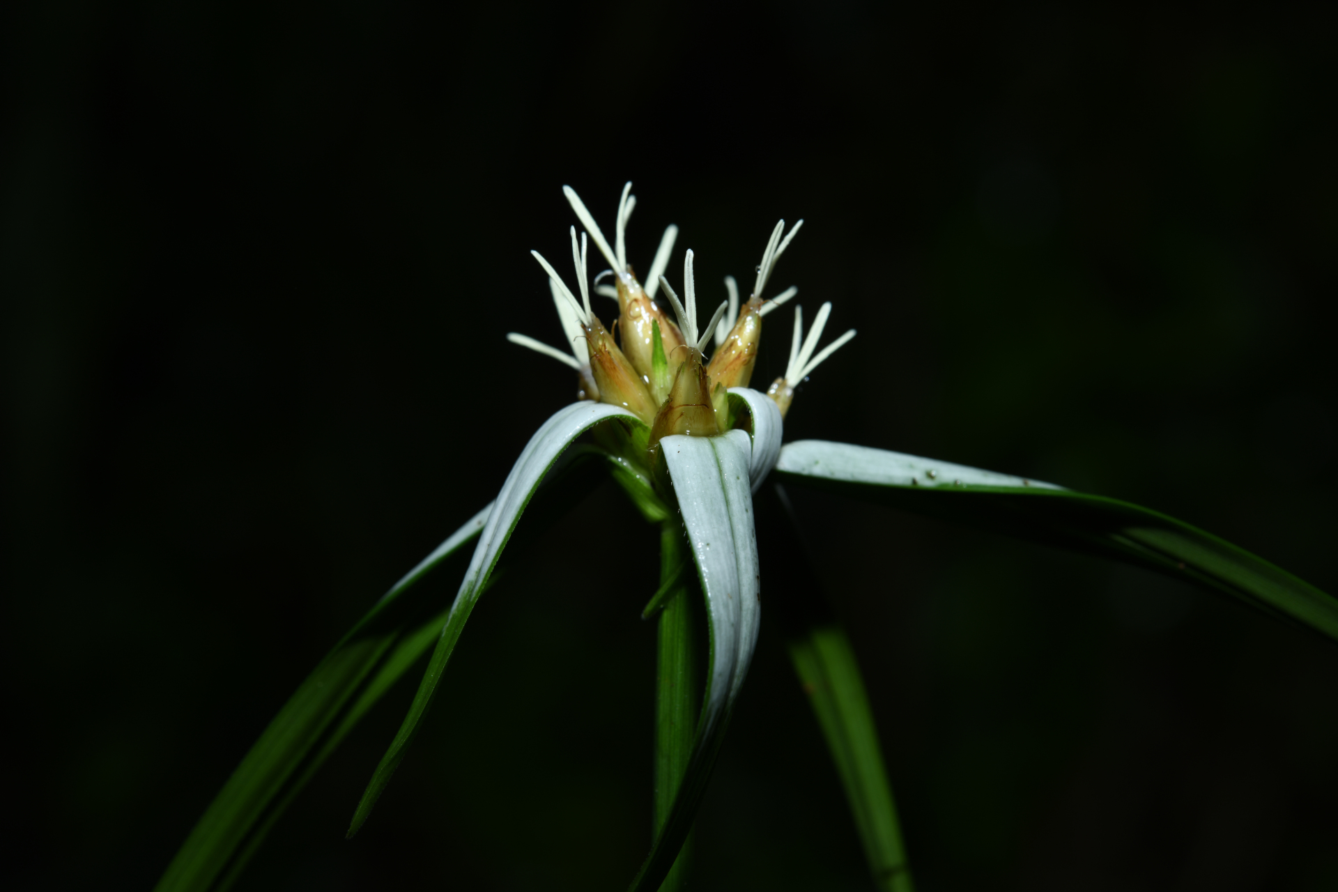 Rhynchospora ciliata (G.Mey.) Kük. - Photo Bivouac Naturaliste