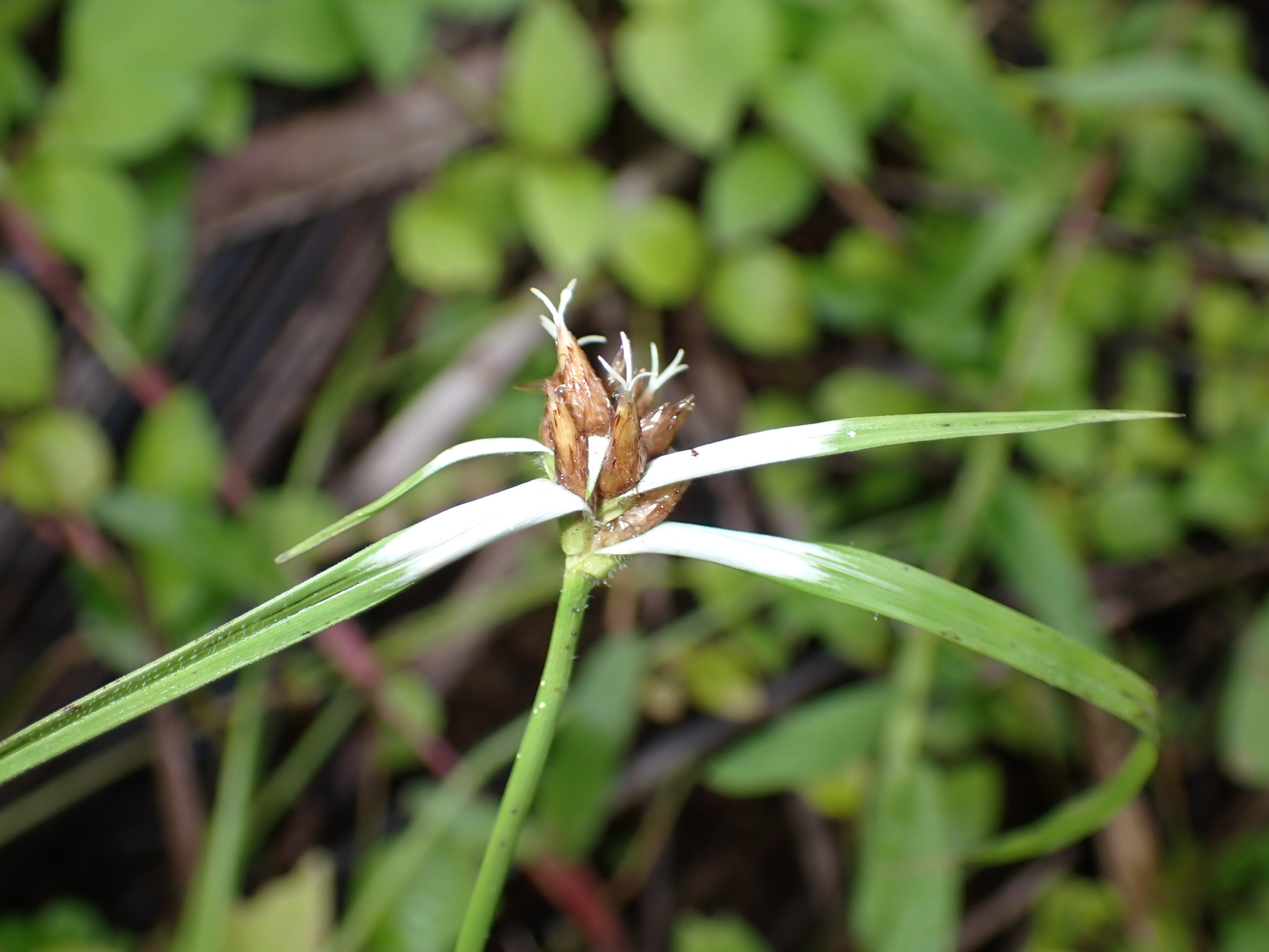 Rhynchospora ciliata (G.Mey.) Kük. - Photo Bivouac Naturaliste