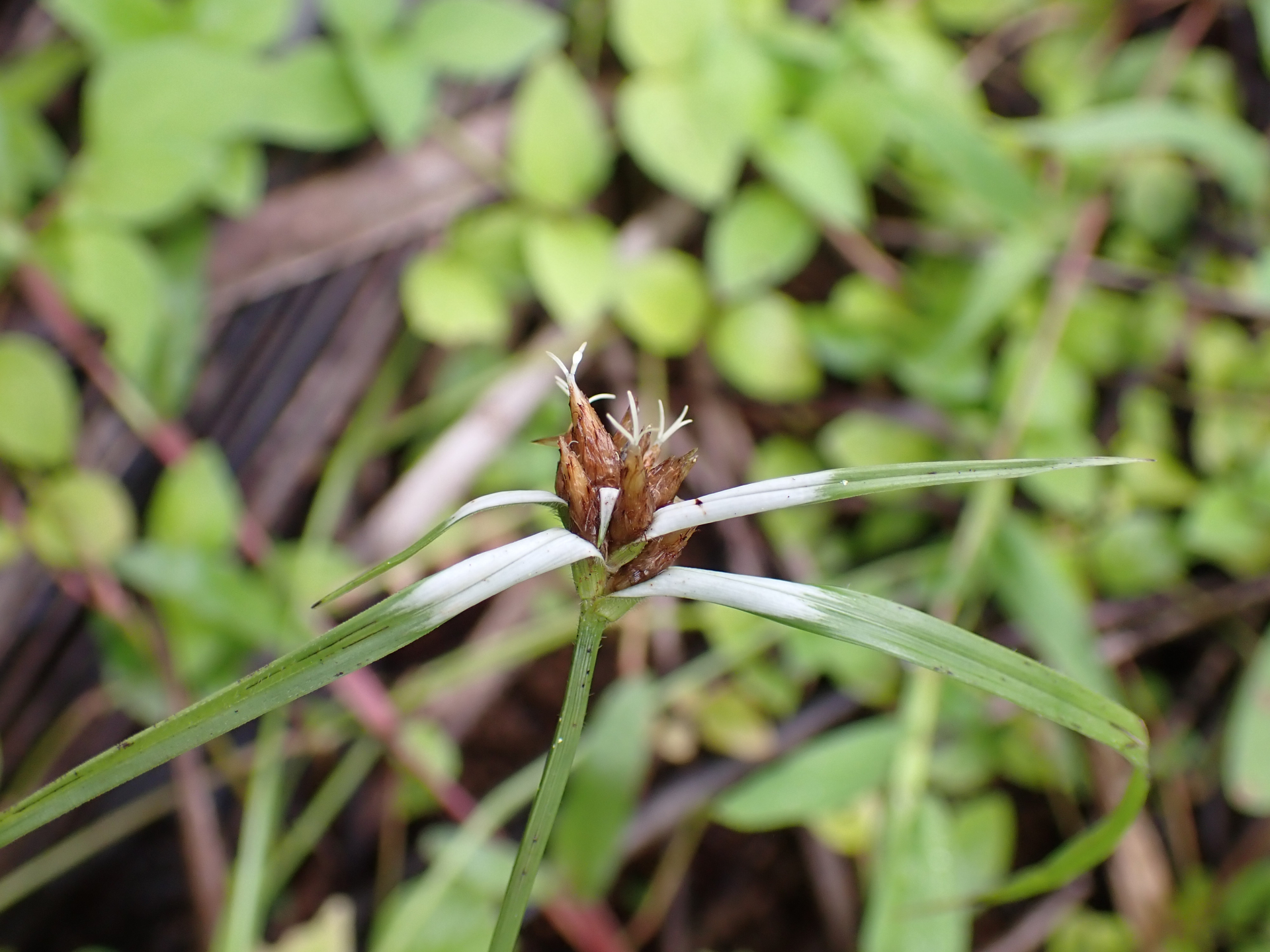Rhynchospora ciliata (G.Mey.) Kük. - Photo Bivouac Naturaliste