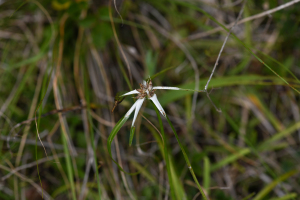 Rhynchospora ciliata (G.Mey.) Kük.