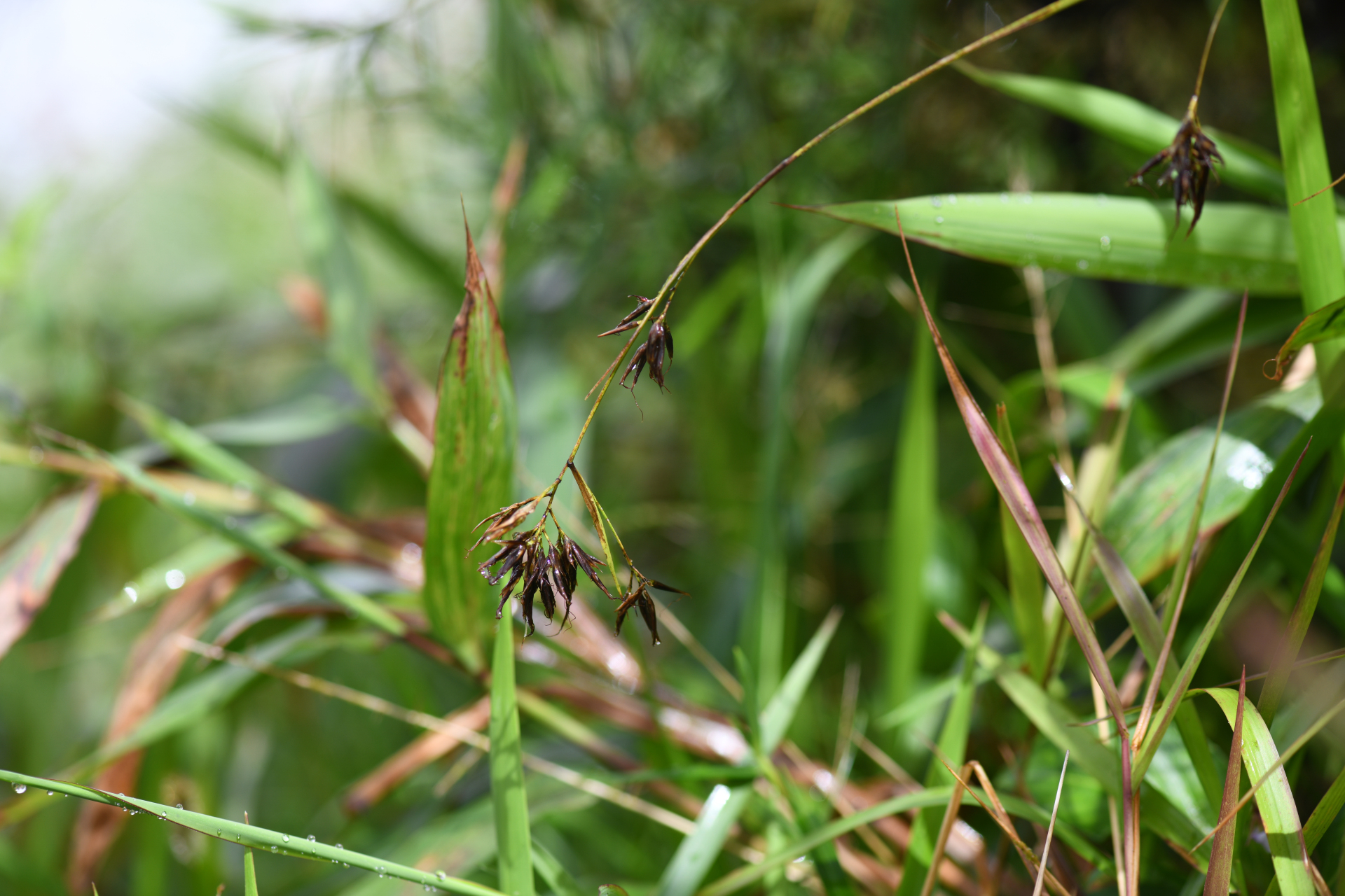 Rhynchospora longiflora C.Presl - Photo Bivouac Naturaliste