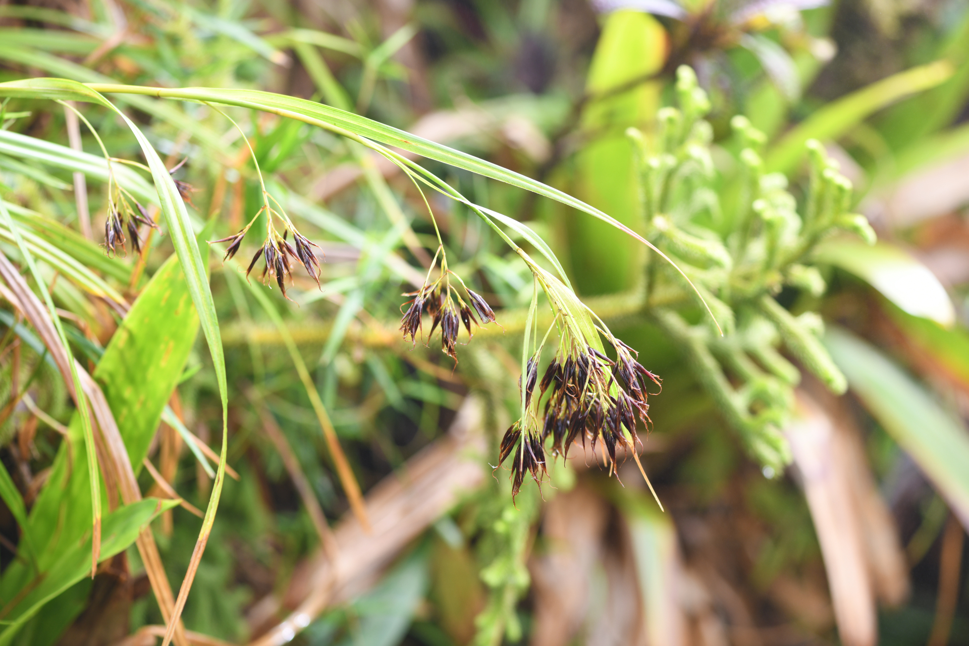 Rhynchospora longiflora C.Presl - Photo Bivouac Naturaliste