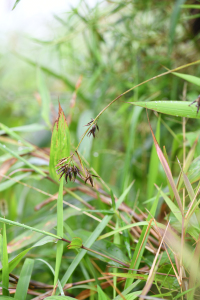 Rhynchospora longiflora C.Presl