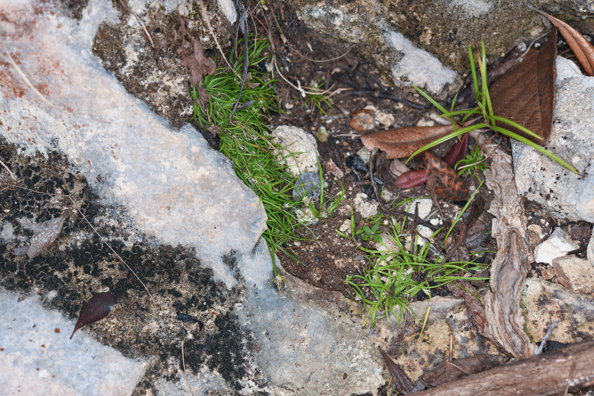 Rhynchospora berteroi (Spreng.) C.B.Clarke - Photo Bivouac Naturaliste