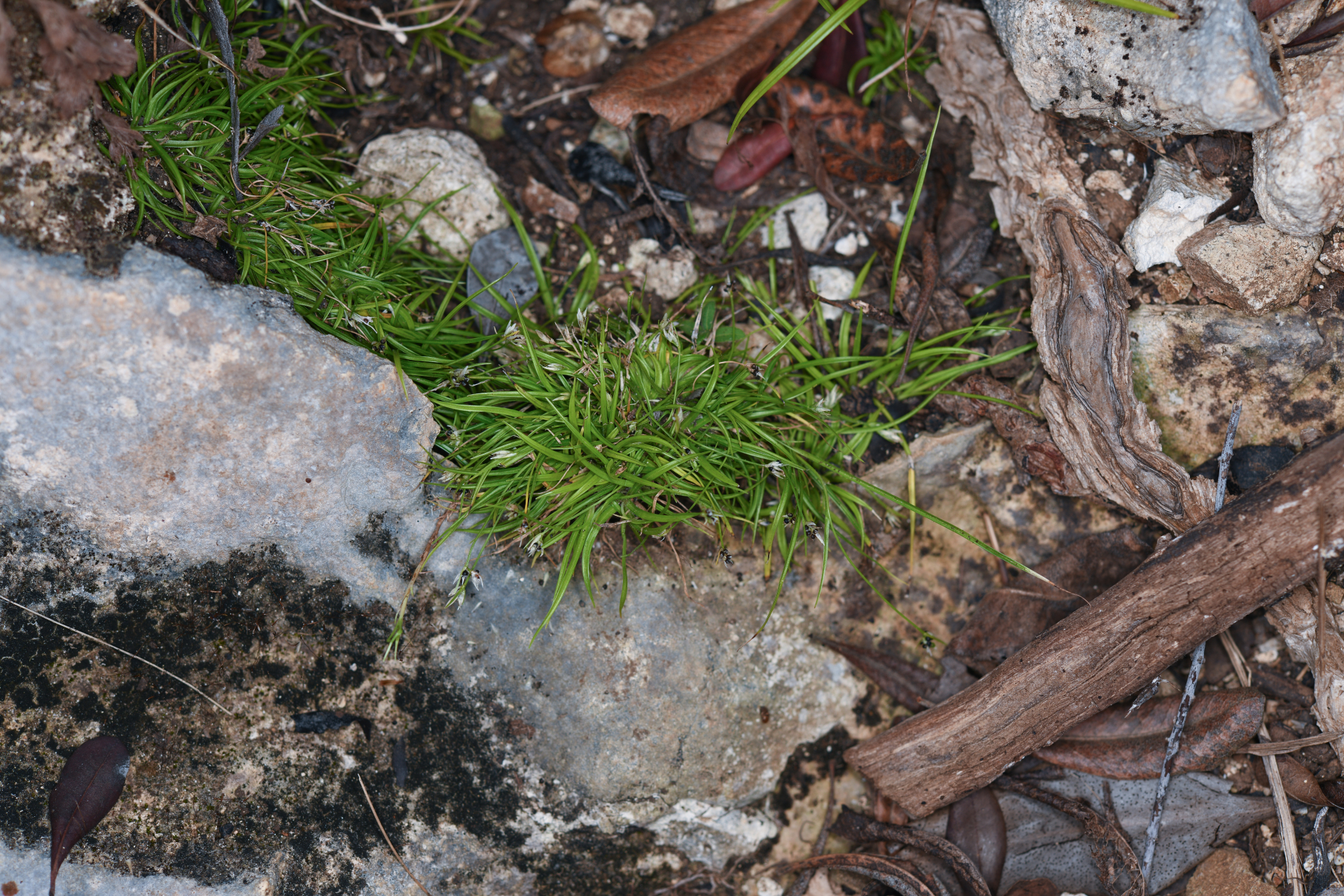 Rhynchospora berteroi (Spreng.) C.B.Clarke - Photo Bivouac Naturaliste