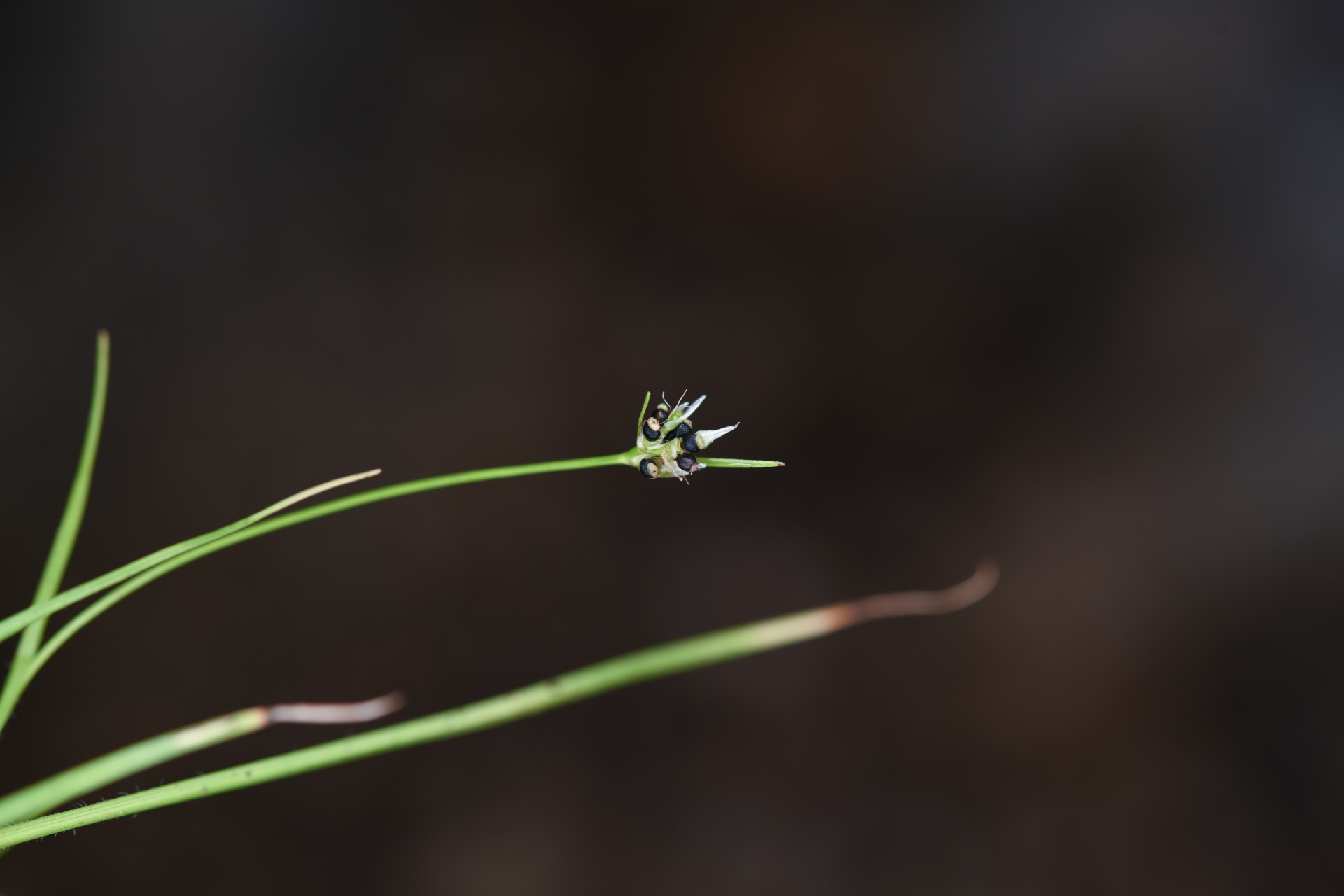 Rhynchospora berteroi (Spreng.) C.B.Clarke - Photo Bivouac Naturaliste