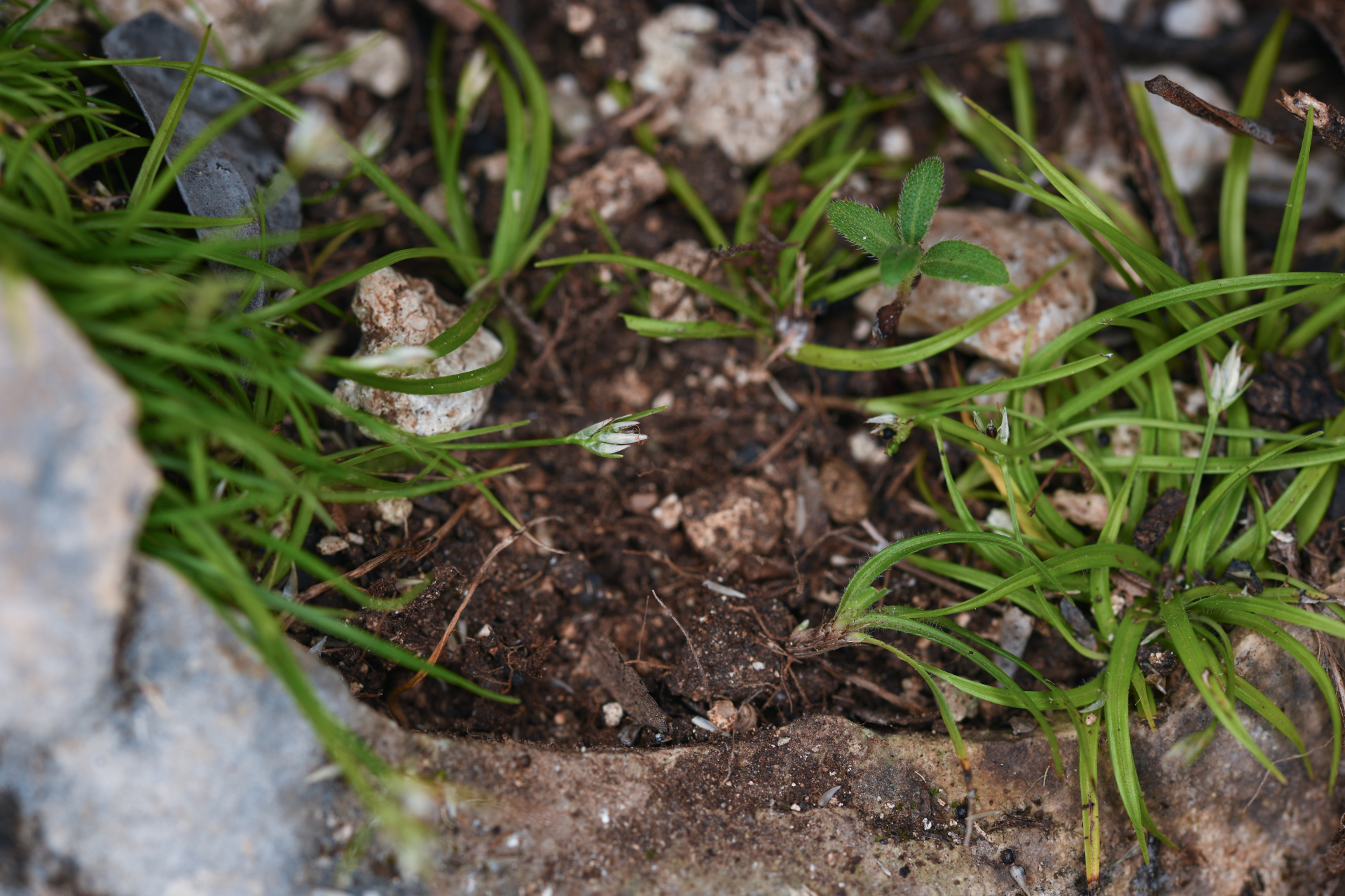 Rhynchospora berteroi (Spreng.) C.B.Clarke - Photo Bivouac Naturaliste