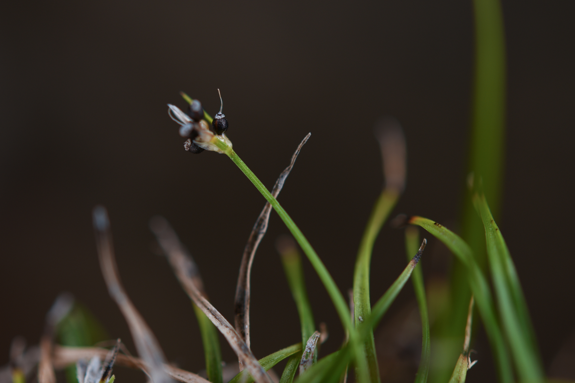 Rhynchospora berteroi (Spreng.) C.B.Clarke - Photo Bivouac Naturaliste