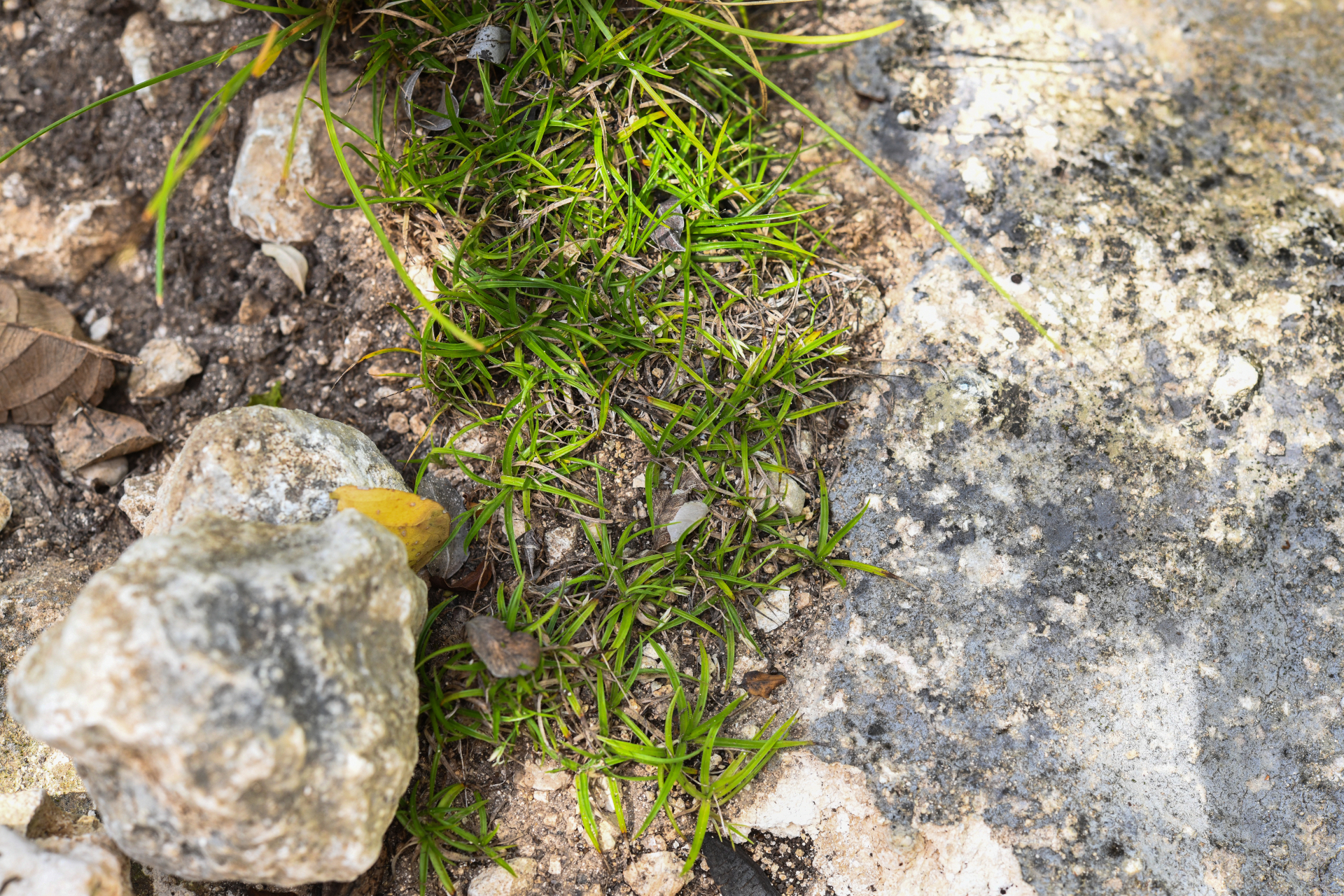 Rhynchospora berteroi (Spreng.) C.B.Clarke - Photo Bivouac Naturaliste