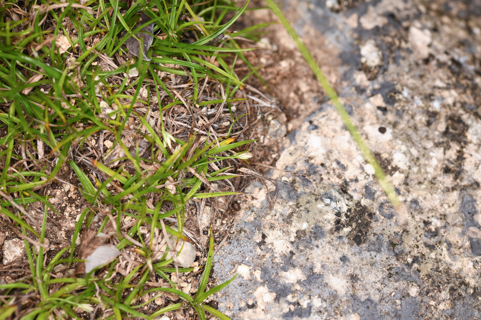 Rhynchospora berteroi (Spreng.) C.B.Clarke - Photo Bivouac Naturaliste