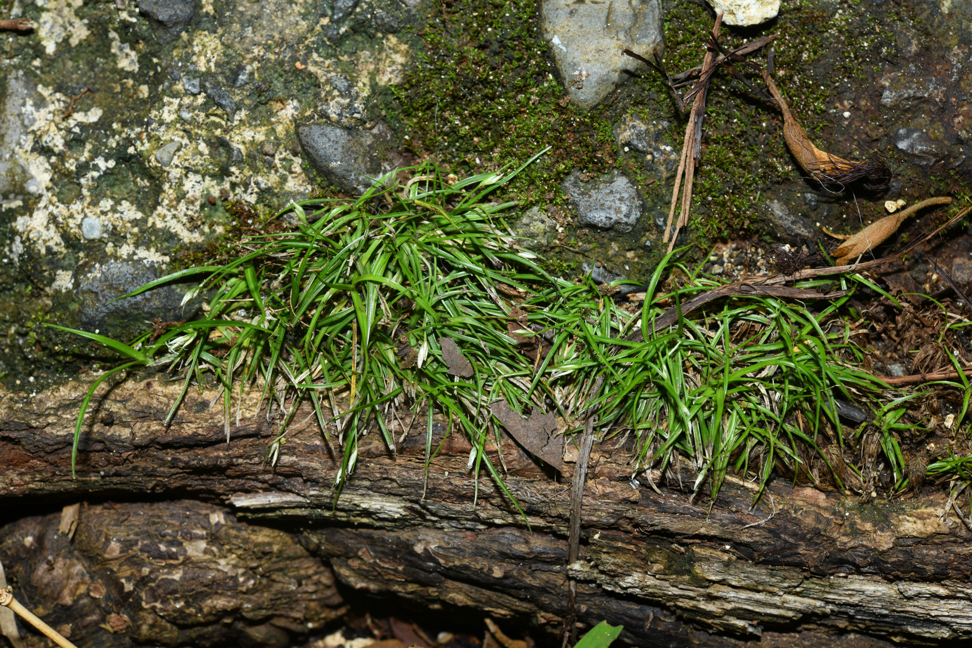 Rhynchospora berteroi (Spreng.) C.B.Clarke - Photo Bivouac Naturaliste