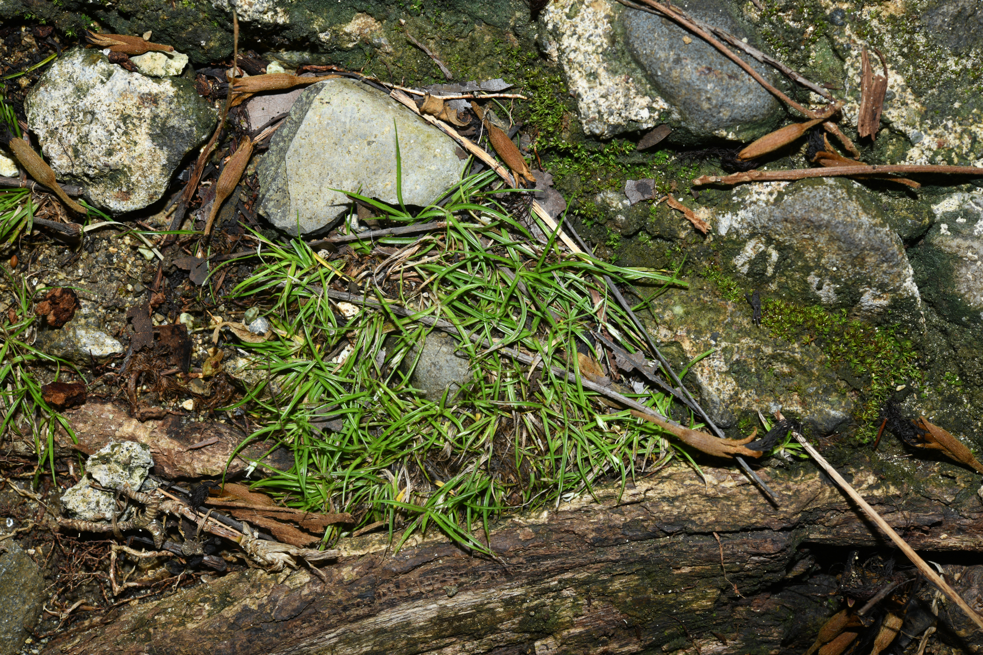 Rhynchospora berteroi (Spreng.) C.B.Clarke - Photo Bivouac Naturaliste