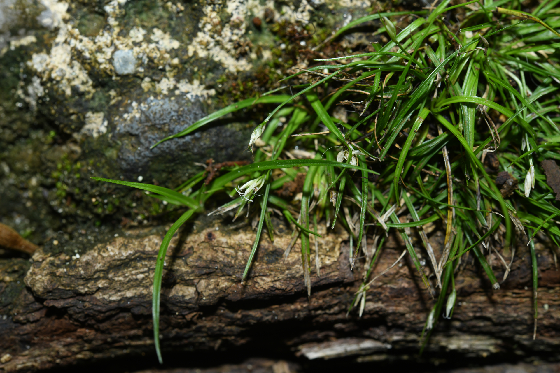 Rhynchospora berteroi (Spreng.) C.B.Clarke - Photo Bivouac Naturaliste