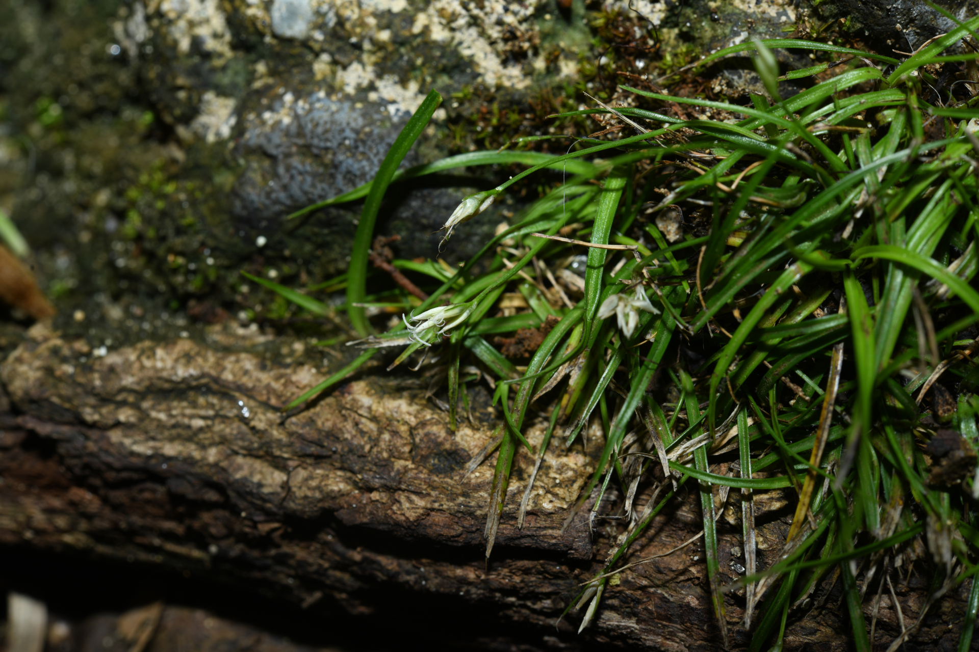 Rhynchospora berteroi (Spreng.) C.B.Clarke - Photo Bivouac Naturaliste