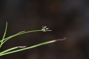Rhynchospora berteroi (Spreng.) C.B.Clarke