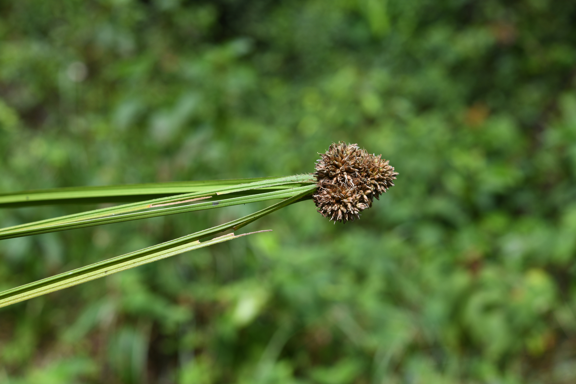 Rhynchospora cephalotes (L.) Vahl - Photo Bivouac Naturaliste