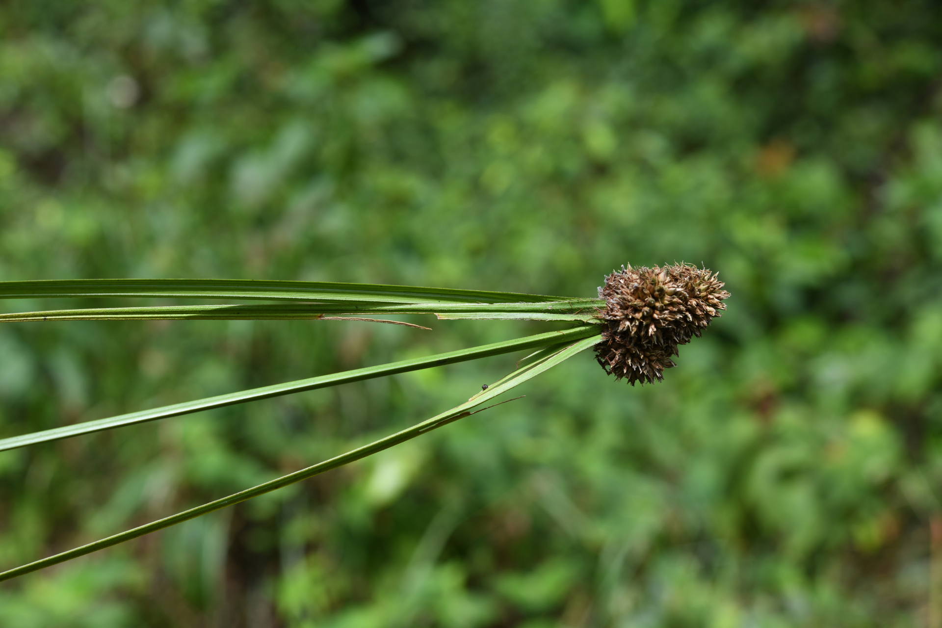 Rhynchospora cephalotes (L.) Vahl - Photo Bivouac Naturaliste