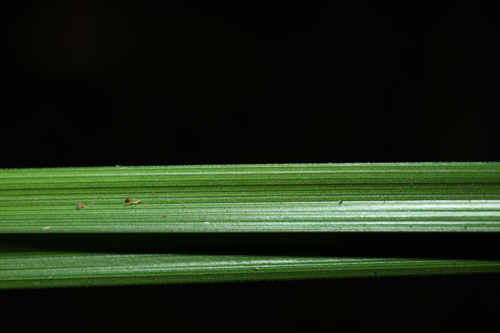 Rhynchospora cephalotes (L.) Vahl - Photo Bivouac Naturaliste