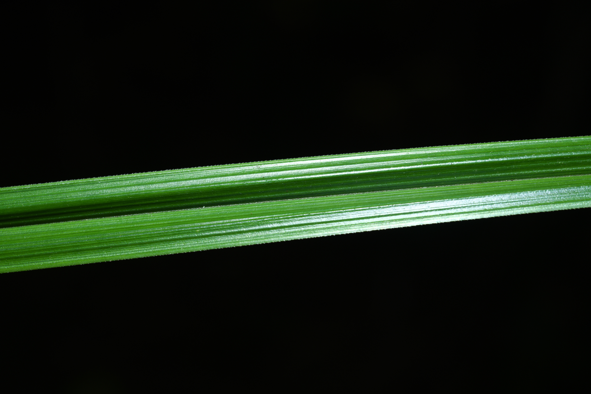 Rhynchospora cephalotes (L.) Vahl - Photo Bivouac Naturaliste