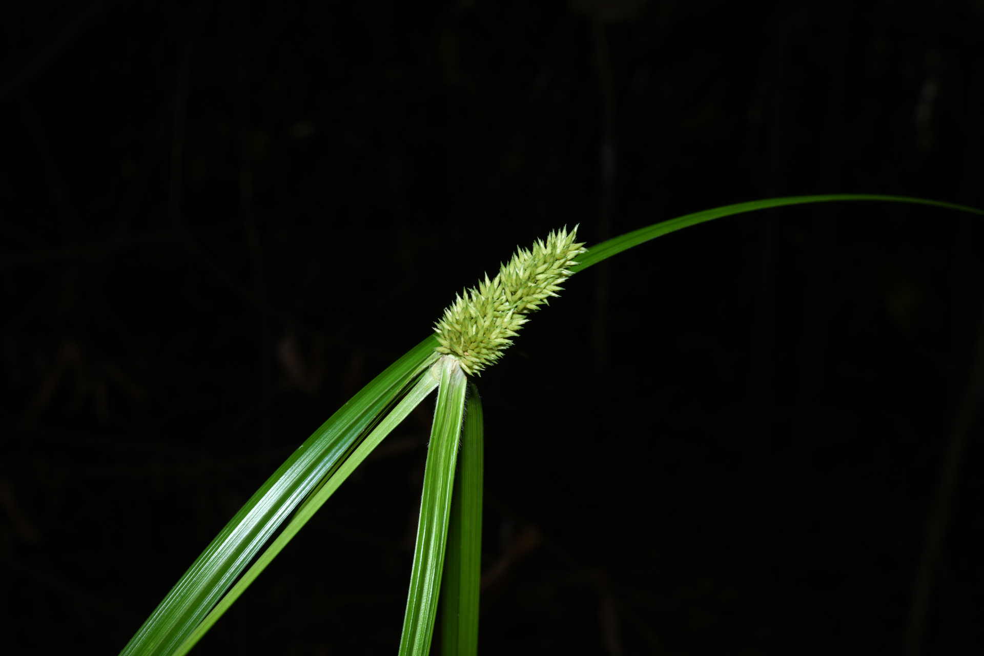Rhynchospora cephalotes (L.) Vahl - Photo Bivouac Naturaliste