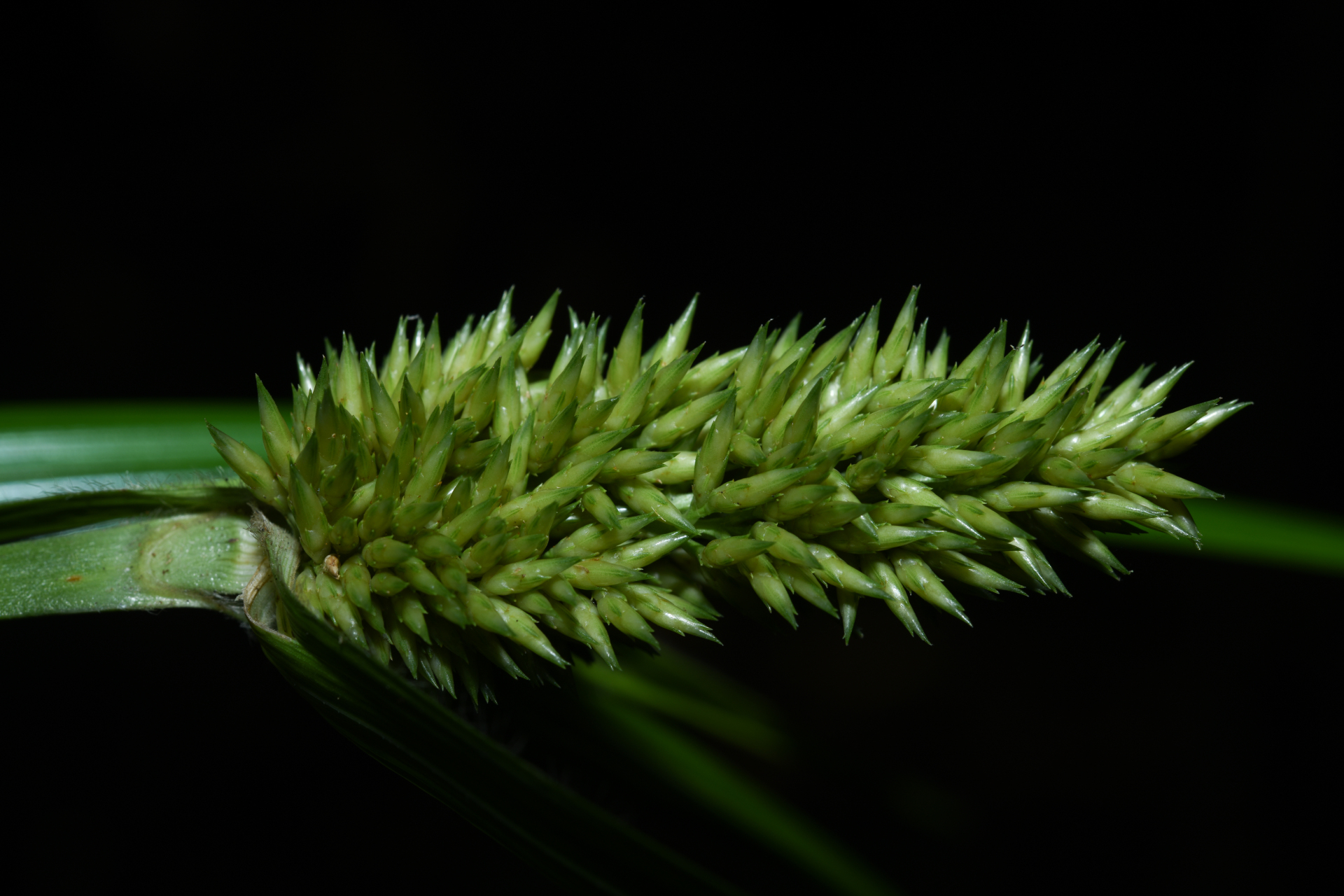 Rhynchospora cephalotes (L.) Vahl - Photo Bivouac Naturaliste