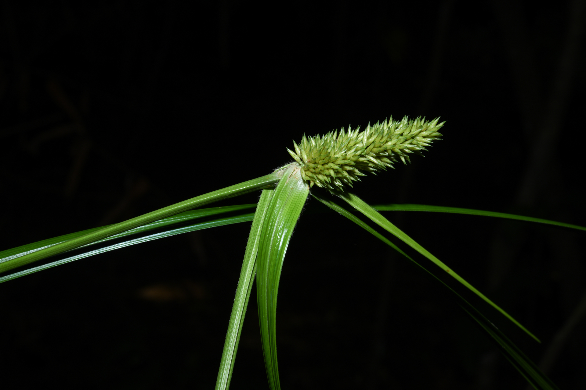 Rhynchospora cephalotes (L.) Vahl - Photo Bivouac Naturaliste