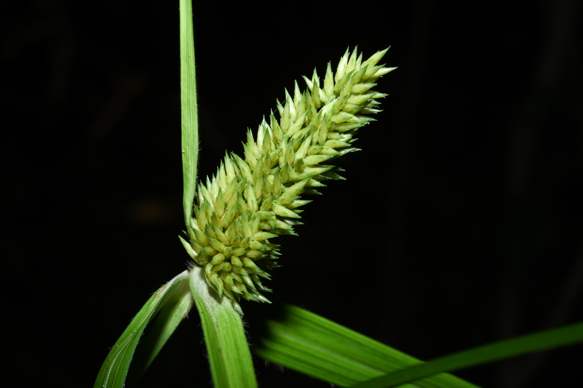 Rhynchospora cephalotes (L.) Vahl - Photo Bivouac Naturaliste